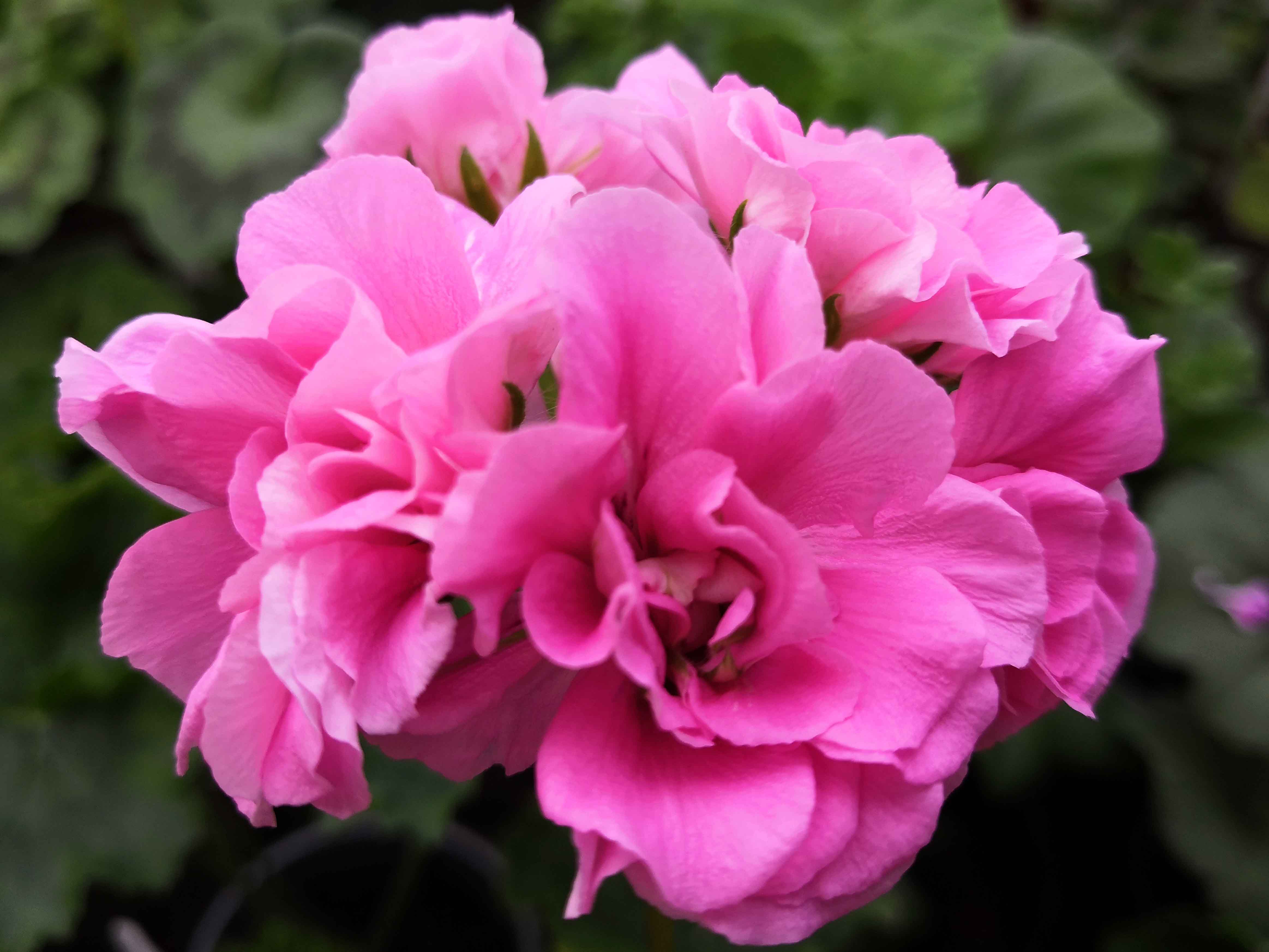 Pink Rosebud-image