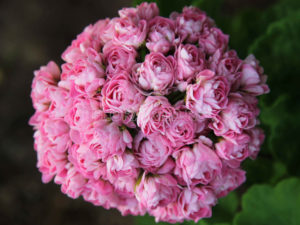 Swanland Pink (Australian Pink Rosebud)-image