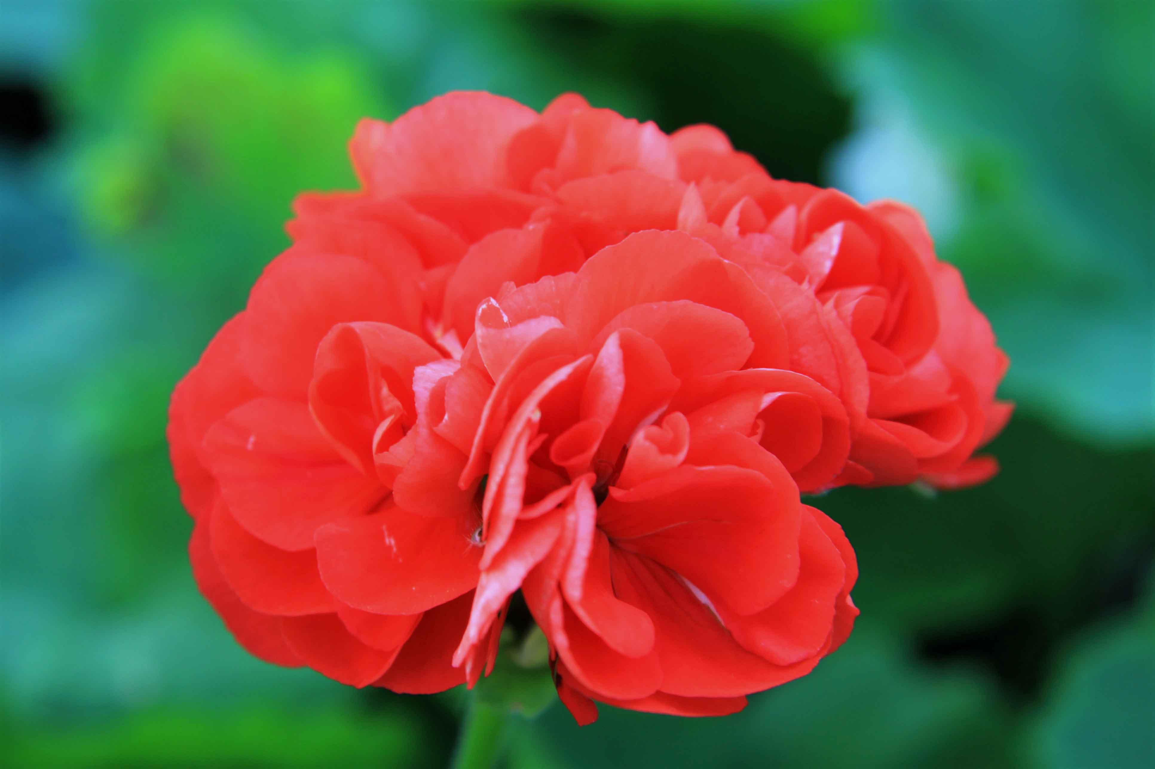 Red Dahlia Flowered-image