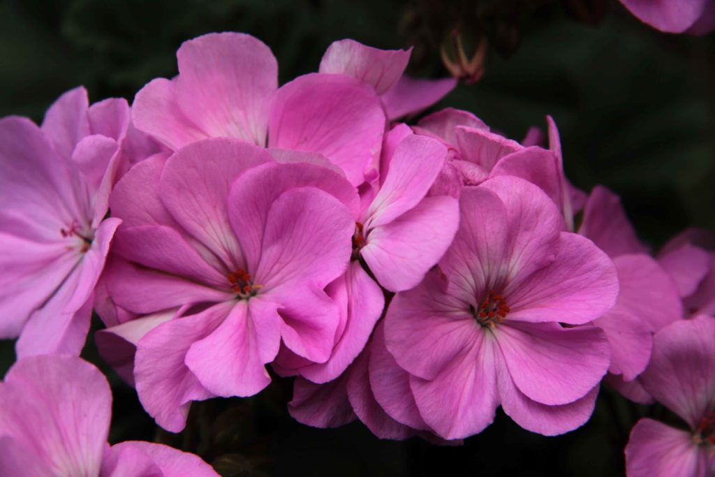 Пеларгония lara toscana фото