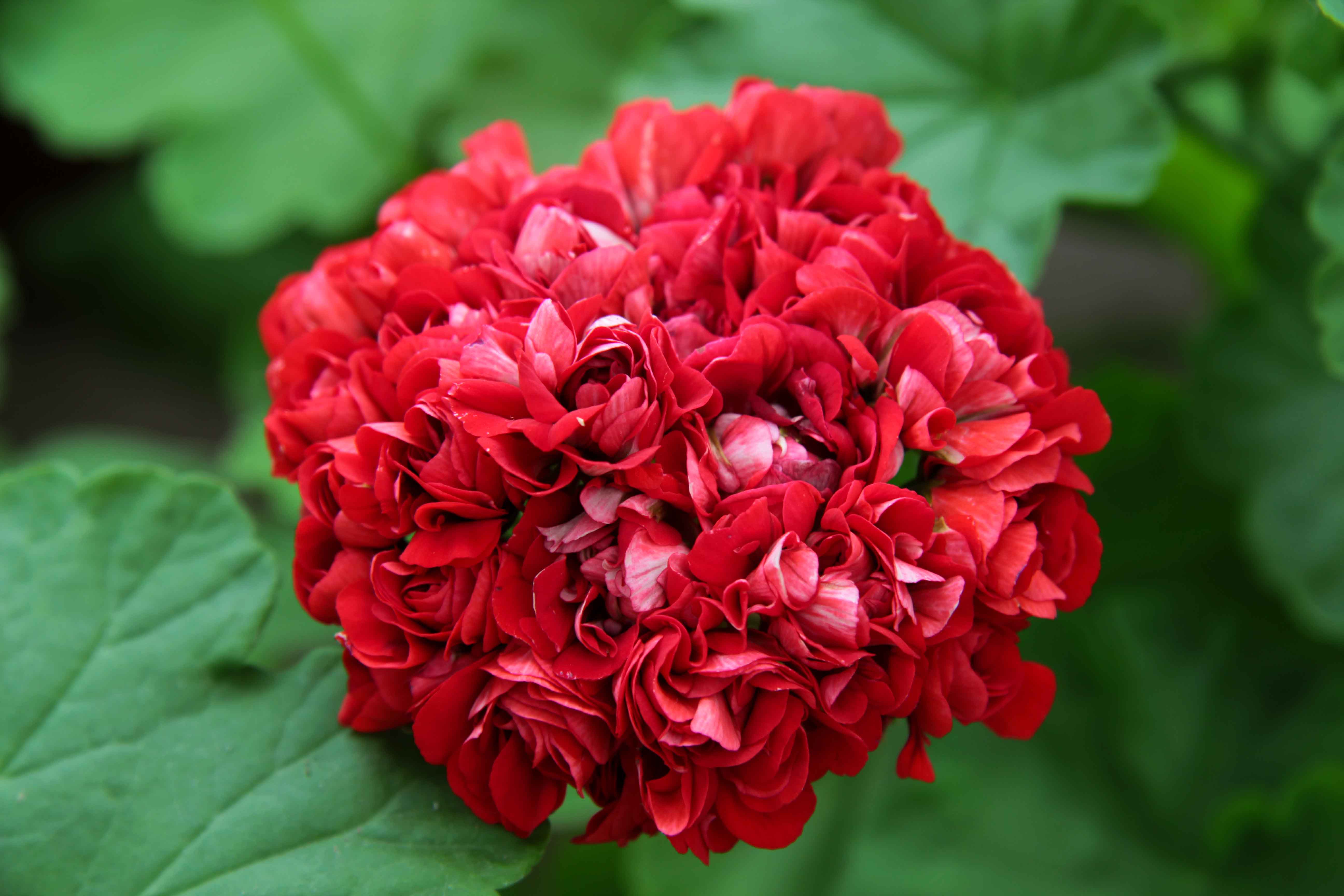Rosebud Red-image