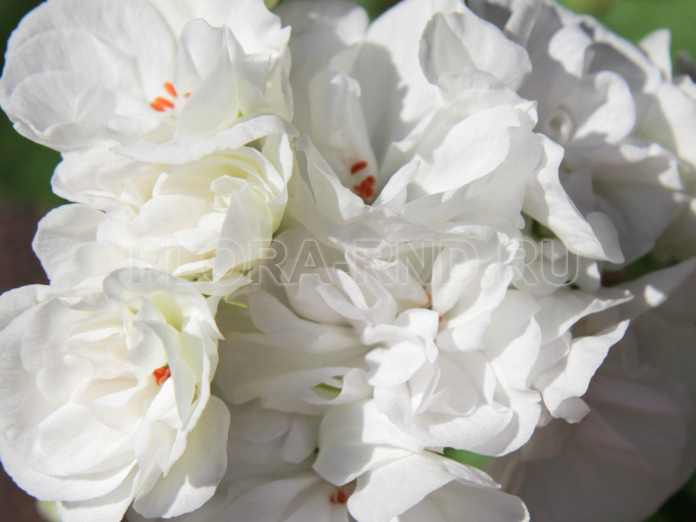 Gardenia-image