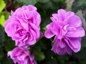 PAC Lilac Rose-image