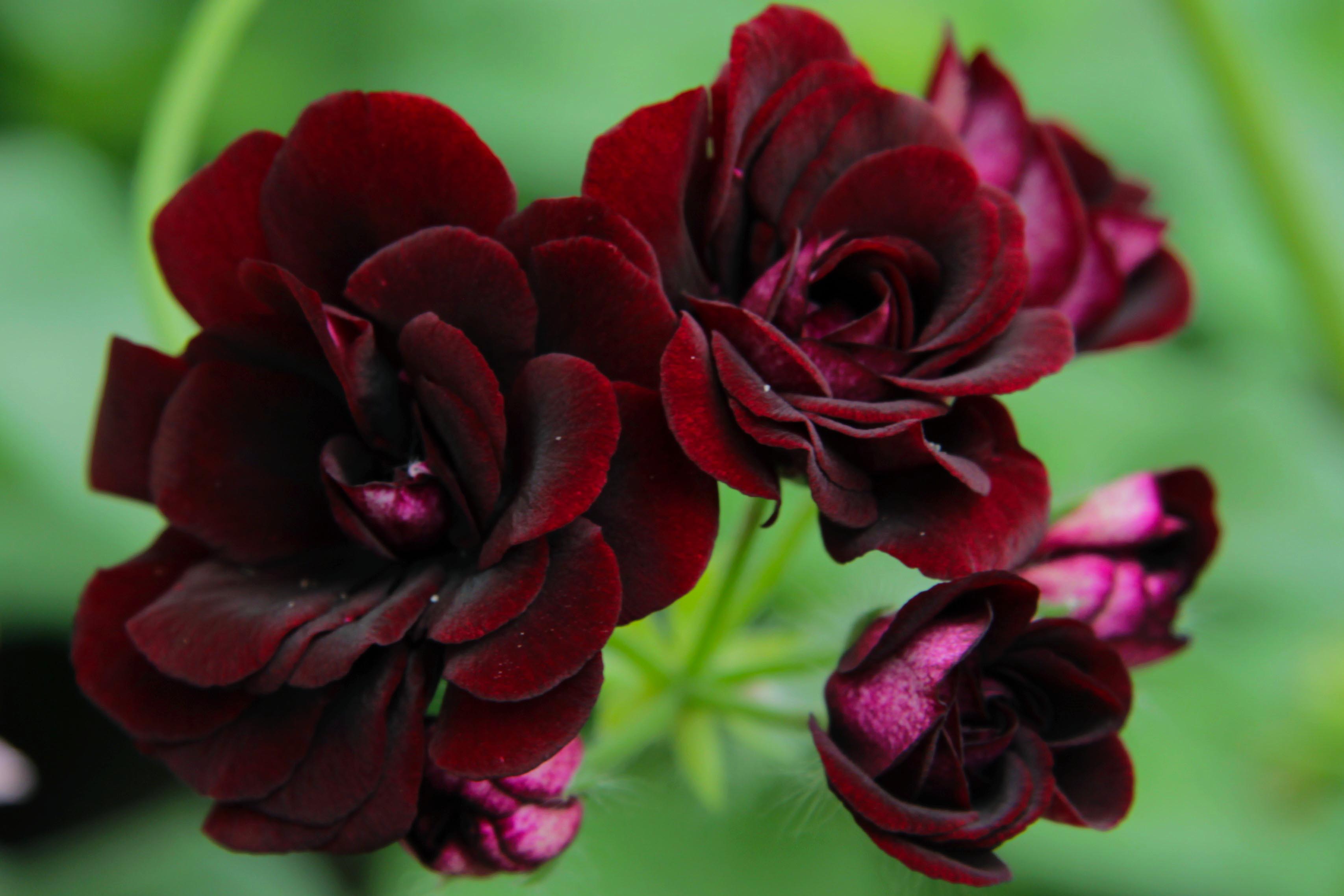 Royal Black Rose main image